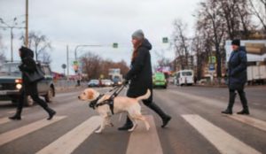 собака-проводник ведет незрячего  через пешеходный переход